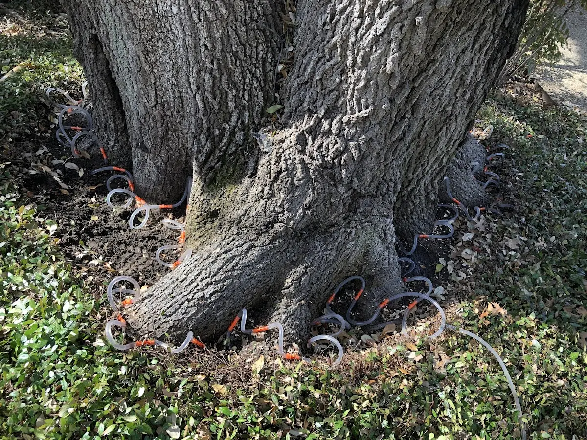 Detailed Tree Cabling and Bracing job site in Newark