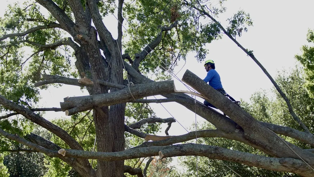 Professional Crown Thinning performed by certified arborists in Newark